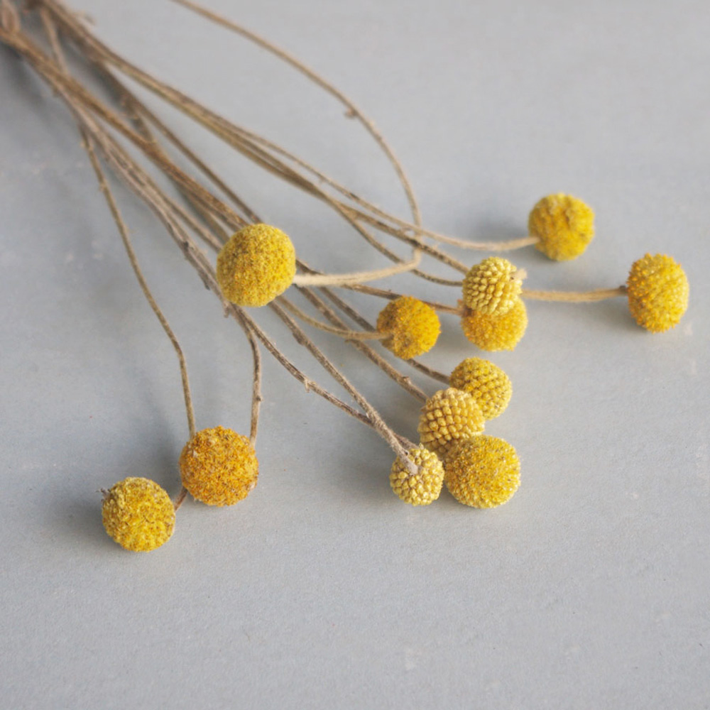 Dried Flower Bunch - 20 قطعة من باقات زهور كراسبيديا