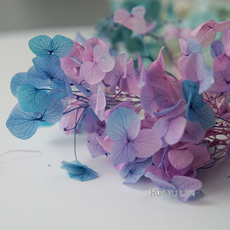 Dried Flower Bunch - زهور هيدرانجيا مجففة ومحفوظة بتدرج لوني،