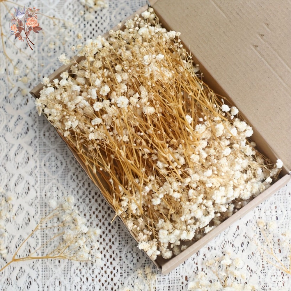 Dried Flower Bunch - 100 قطعة من زهور الجيبسوفيلا المجففة