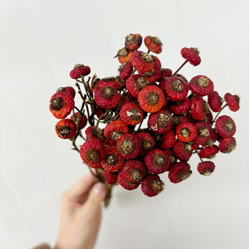 10 قطع/حزمة من ثمار الورد المج - مراجعة Dried Flower Bunch وسعره