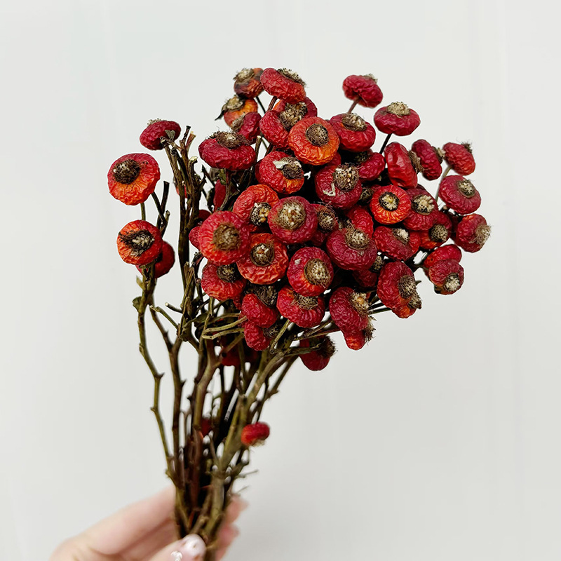 10 قطع/حزمة من ثمار الورد المج - مراجعة Dried Flower Bunch وسعره
