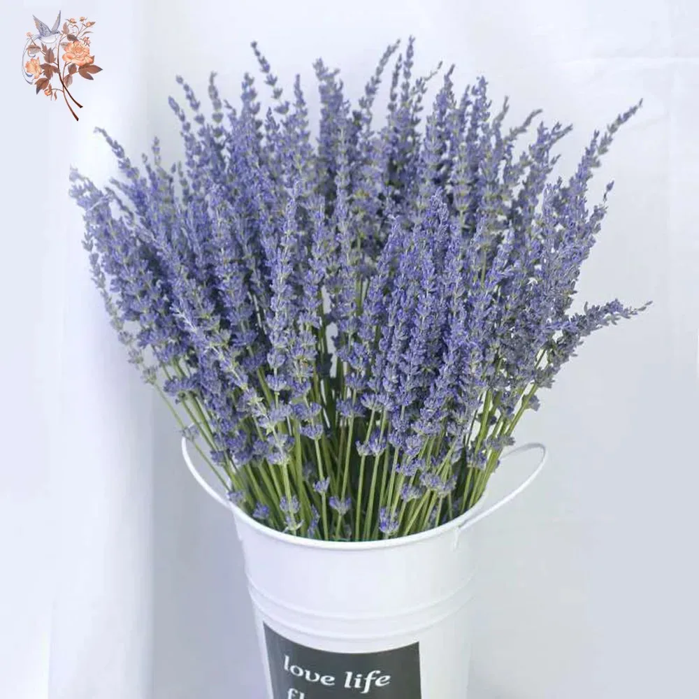 باقة لافندر طبيعية مجففة 50 جر - مراجعة Dried Flower Bunch وسعره