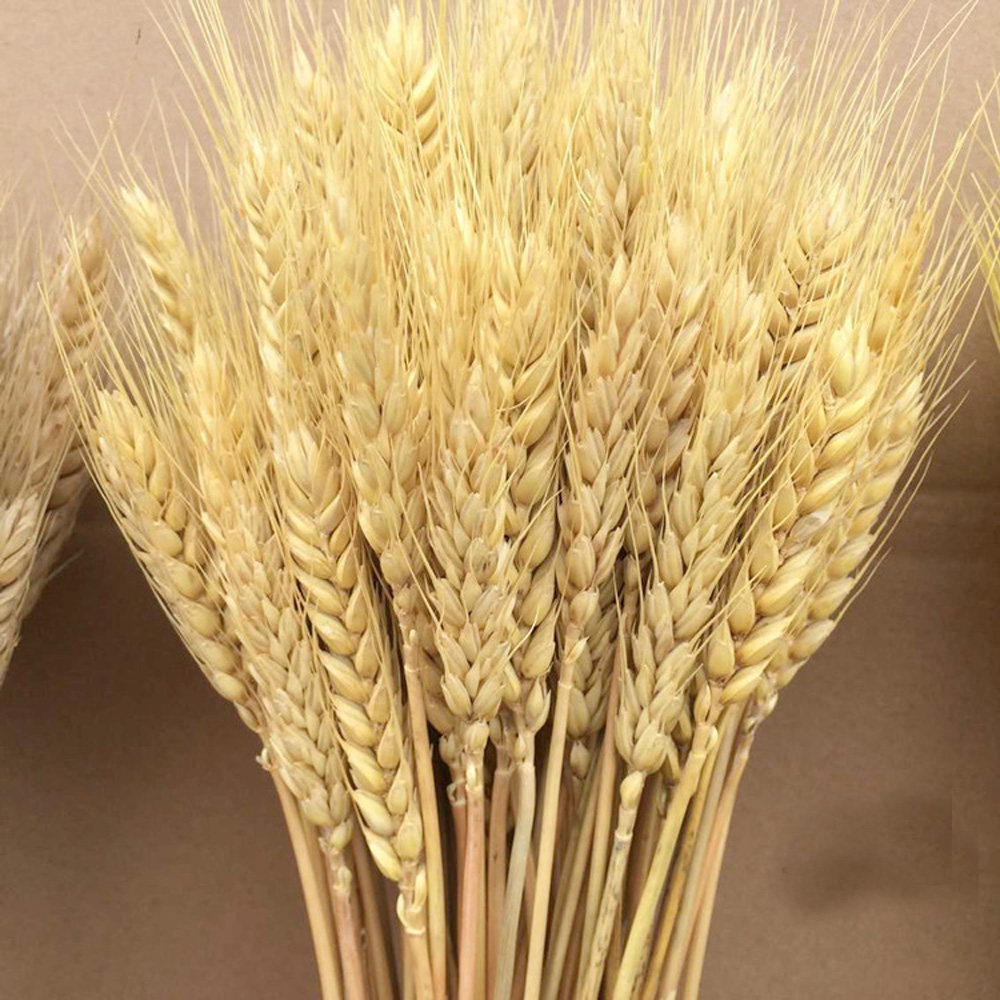 50 قطعة باقات الزهور المجففة ا - مراجعة Dried Flower Bunch وسعره