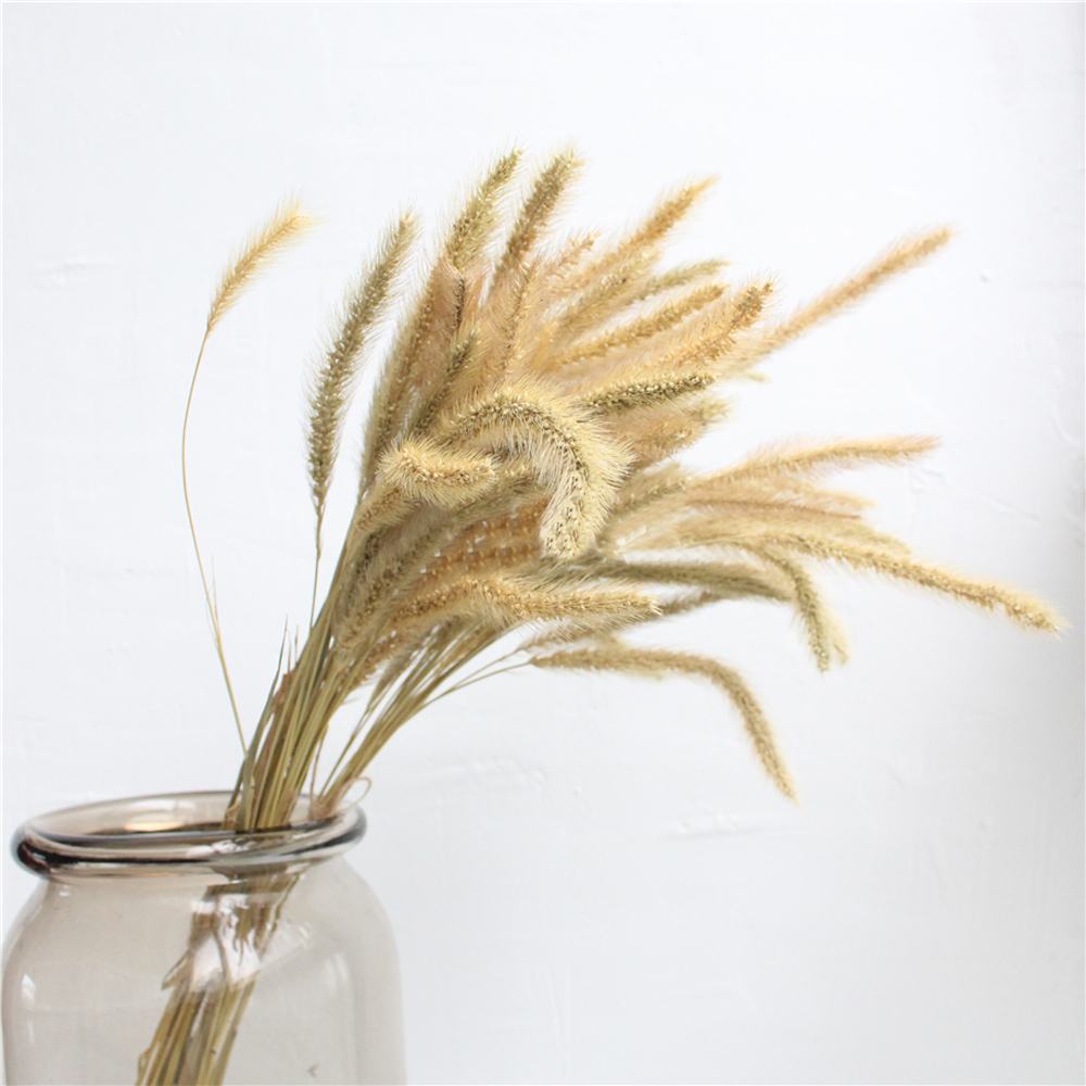 200 قطعة باقات Lagurus ovatus  - مراجعة Dried Flower Bunch وسعره