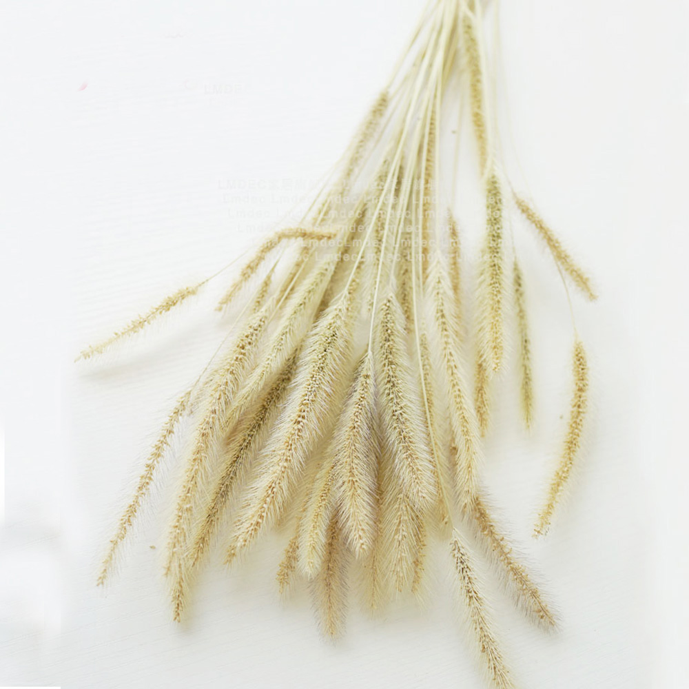 200 قطعة باقات Lagurus ovatus  - مراجعة Dried Flower Bunch وسعره