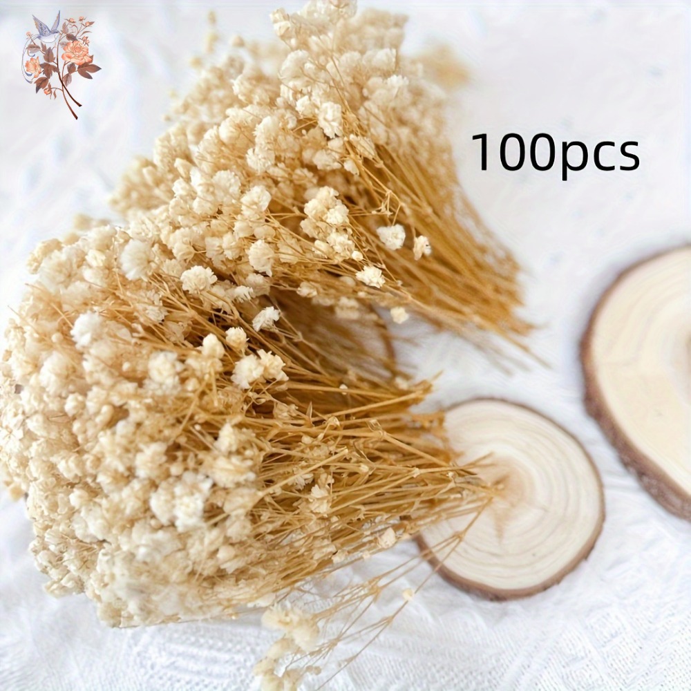 100 قطعة من زهور الجيبسوفيلا ا - مراجعة Dried Flower Bunch وسعره